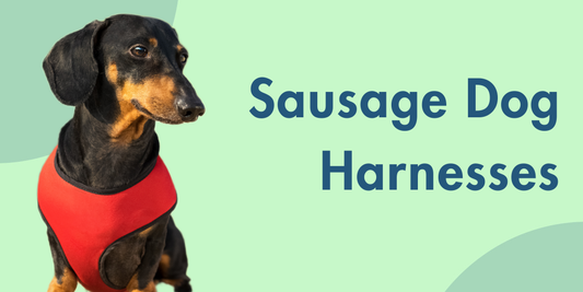 Best Weenie Dog Harnesses for Comfort and Control