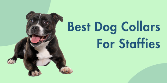 The Best Dog Collars for Staffies