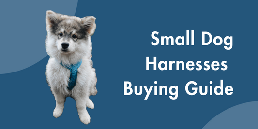 Small Dog Harnesses That Fit: Best Picks & Buying Tips
