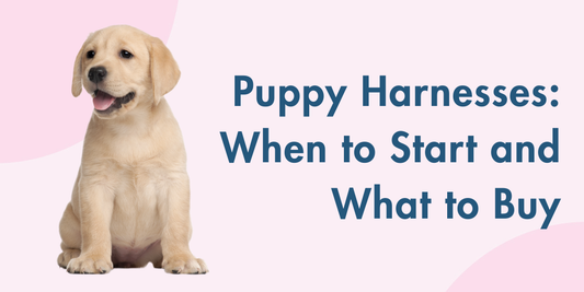 Puppy Harnesses: When to Start and What to Buy
