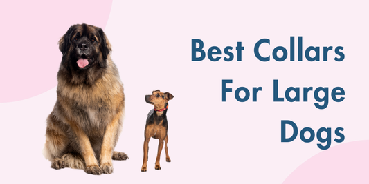 Best Dog Collars for Large Dogs
