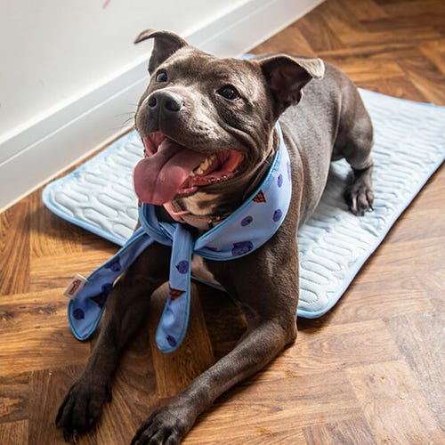 Rosewood Dog Cooling Neckerchief - medium