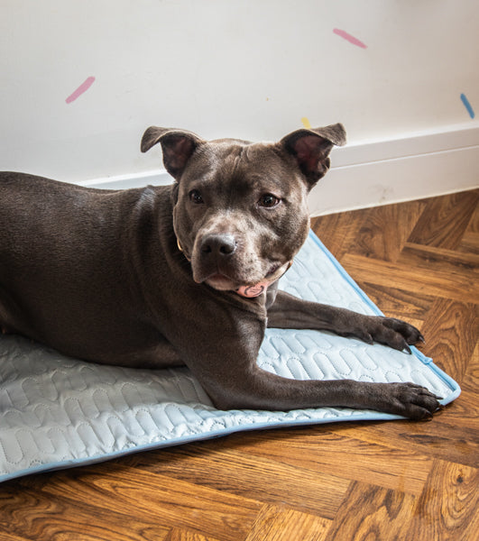 Premium Cool Mat and Cover - Medium