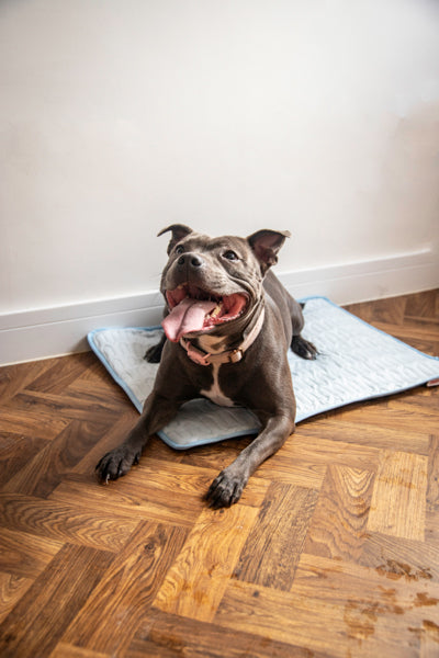 Premium Cool Mat and Cover - Medium