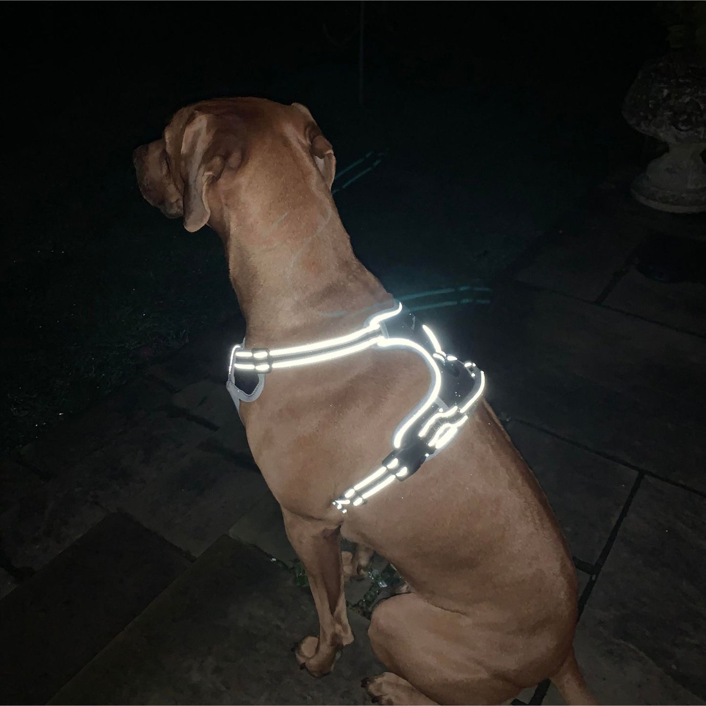 XS Sports Harness Black