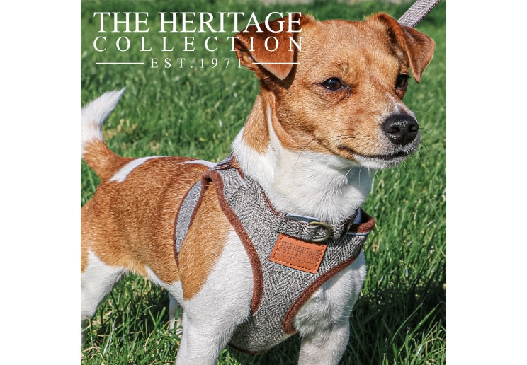 Herringbone Step In Harness