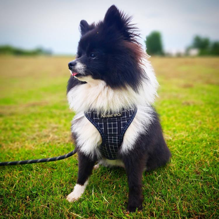 A&C Harness Black Tartan