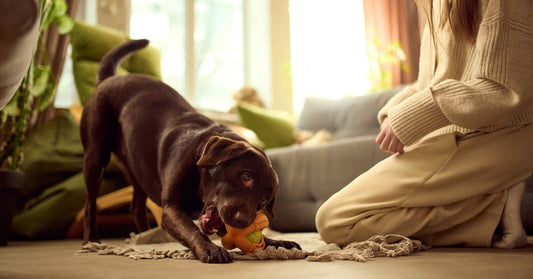 Dog chewing toy