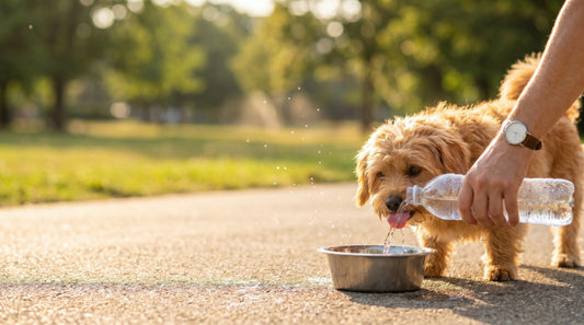 Keeping Dogs Safe & Cool in Hot Weather