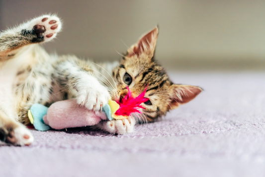 Cat with cat toy