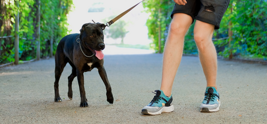 Dog on dog lead
