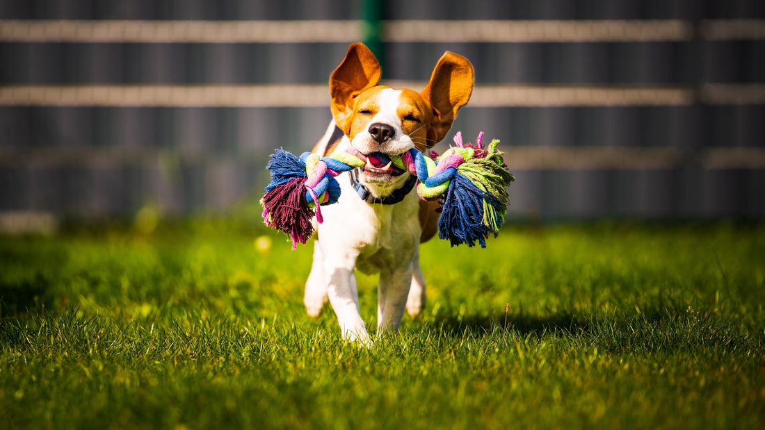 Dog toys for sensitive teeth