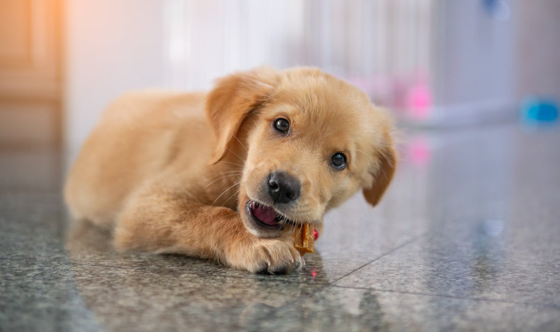 Dog with natural chew