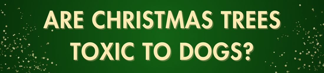 Are Christmas Trees Toxic to Dogs?