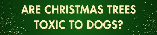 Are Christmas Trees Toxic to Dogs?