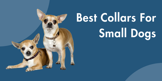 best collars for small dogs