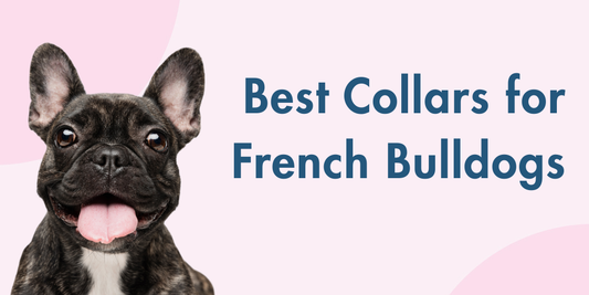 Stylish and Sturdy Dog Collars for Frenchies