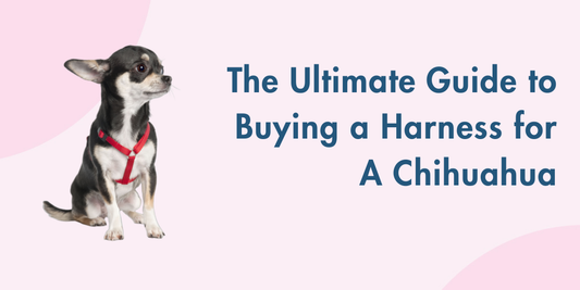 The Ultimate Guide to Buying a Harness for A Chihuahua