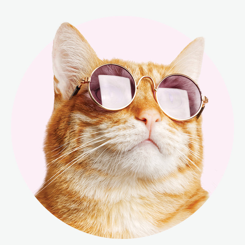 Cat Supplies