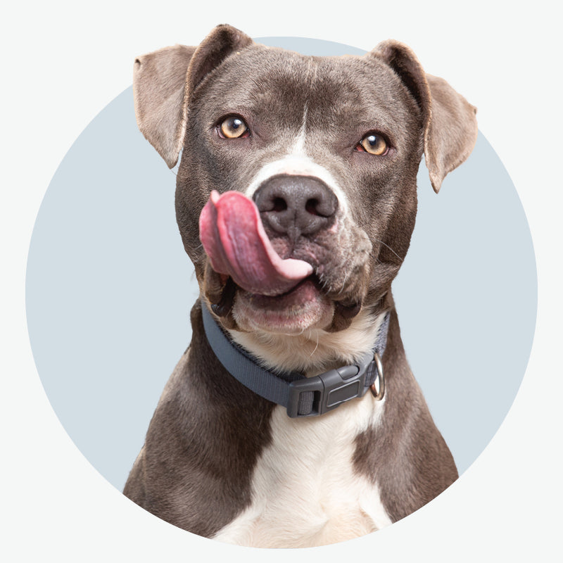 Dog Supplies