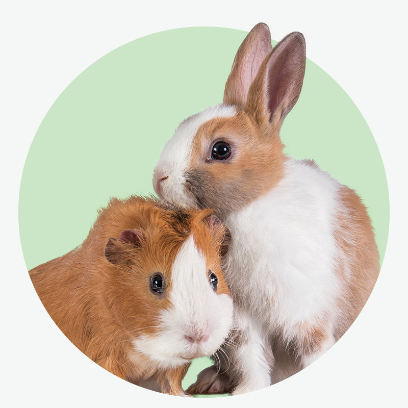 Small Pet Supplies