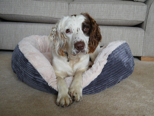 32" Grey Jumbo Cord/Plush Bed