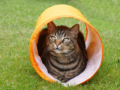 Cat Tunnel