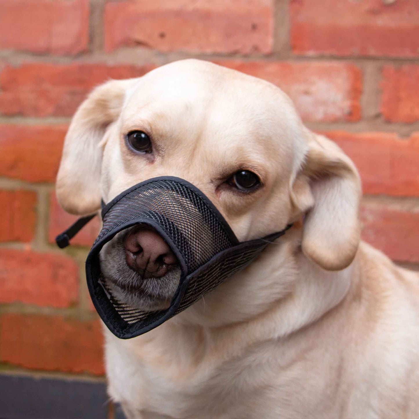 Ancol Obedia Mesh Dog Muzzle Size 1: 12x11.5cm