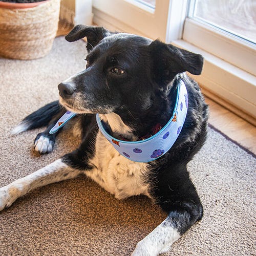 Rosewood Dog Cooling Neckerchief - small