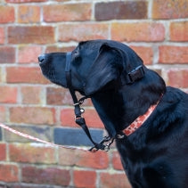 Nylon Training Halter M Size 3-4