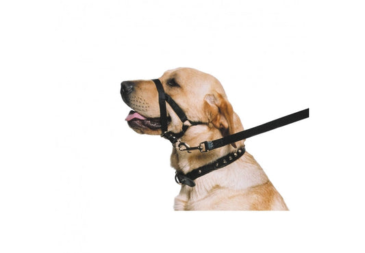 Nylon Training Halter S Size 1-2