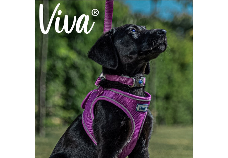 Nylon Adjustable Collar in Purple Size 5-9