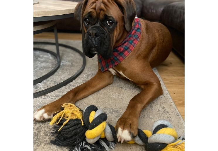 Jumbo Jaws Super Rope Dog Toy 54cm