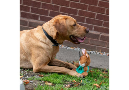 Orva Rabbit Ball Bellies