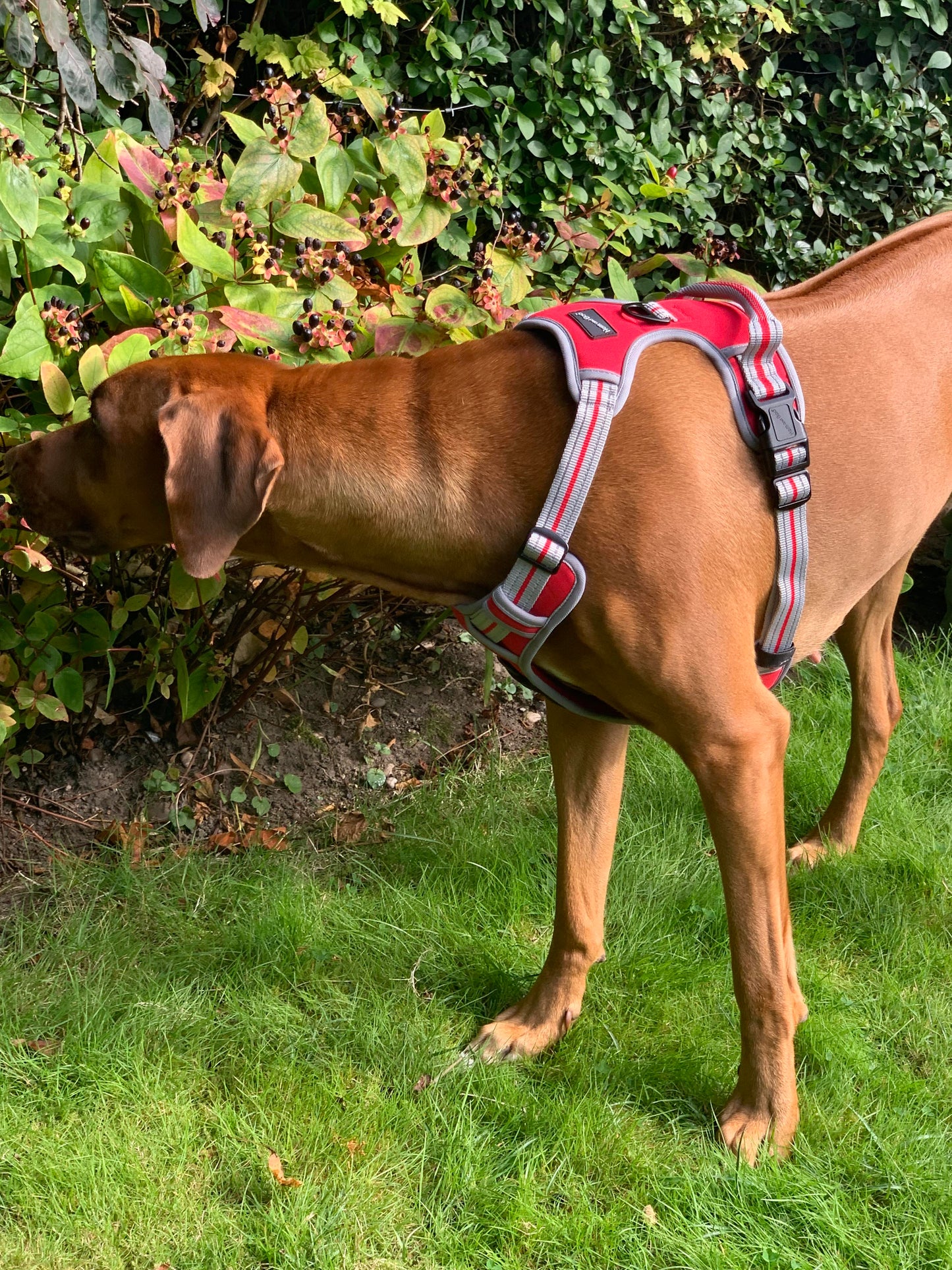 Hem and Boo Sports Dog Harness Red