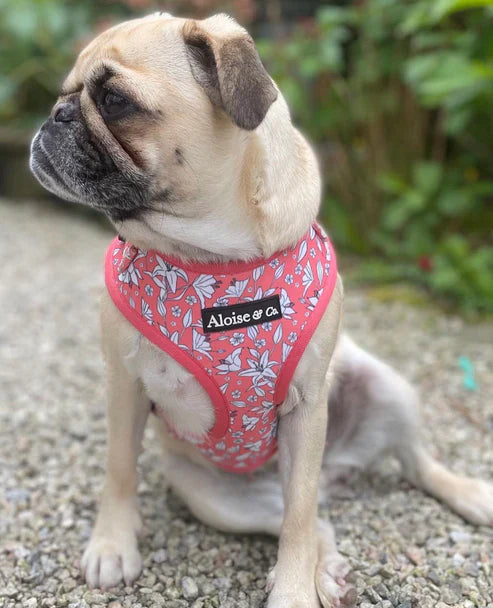 A&C Harness Little Lillies XS